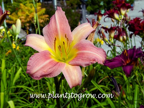 Bama Music Daylily
28